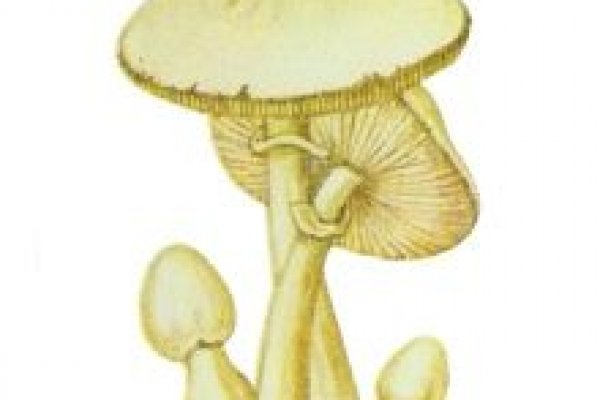Kra37at